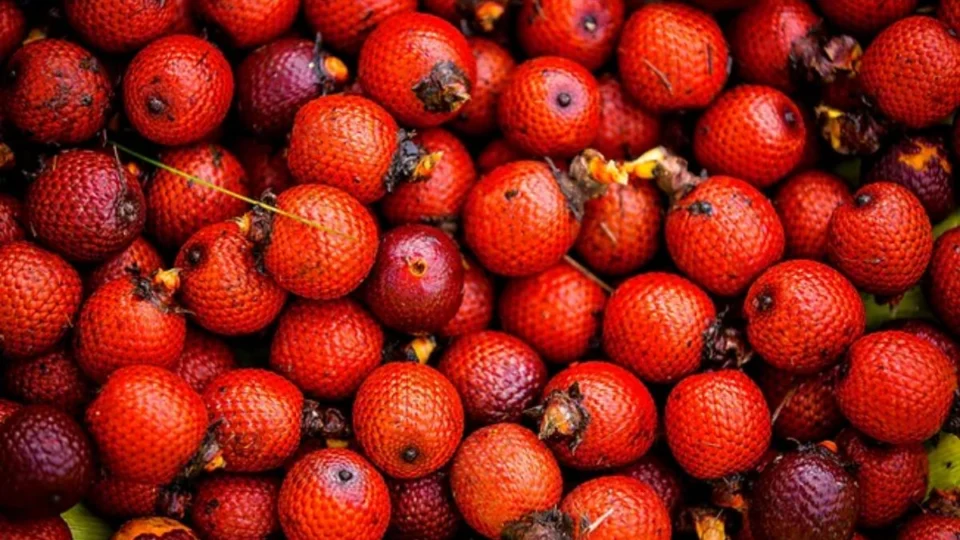 Buriti: conheça a fruta cheia de benefícios e versatilidade