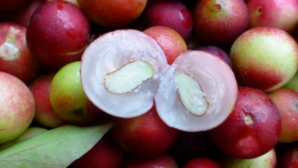 Conheça o camu-camu, o ‘superfruto’ amazônico; assista