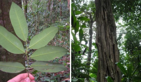 Chá de Carapanaúba: conheça as propriedades terapêuticas