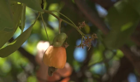 Confira o clima para esta quarta-feira (14) no Tocantins