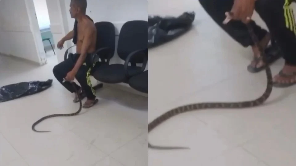 Homem leva cobra a UPA após ser picado no litoral de SP