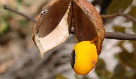 Copaíba é bom para quê? 26 problemas de saúde que ela combate