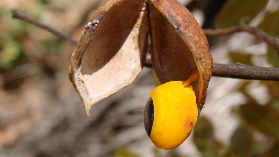 Copaíba é bom para quê? 26 problemas de saúde que ela combate