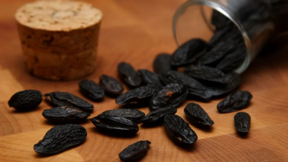 Cumarú é bom para quê? Conheça a planta amazônica e suas utilidades 