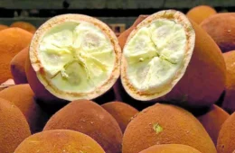 Cupuaçu é bom para quê? Veja os benefícios e aprenda receita de doce