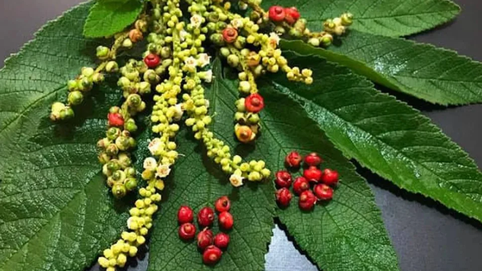 Para que serve e como usar a erva baleeira? Descubra