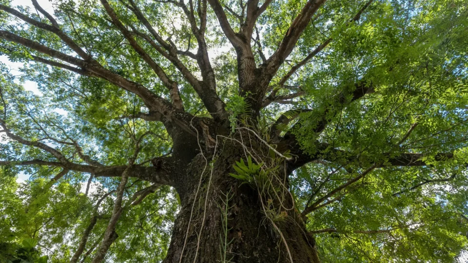 Para que serve o Jequitibá? Conheça os diversos usos