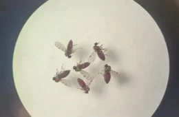 Oropouche: Acre registra anomalias congênitas em bebê