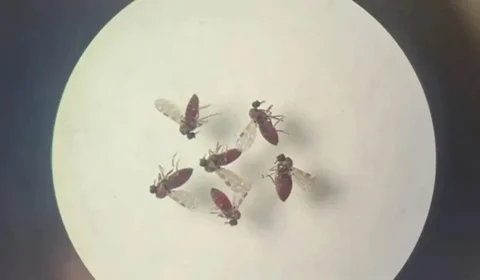 Oropouche: Acre registra anomalias congênitas em bebê