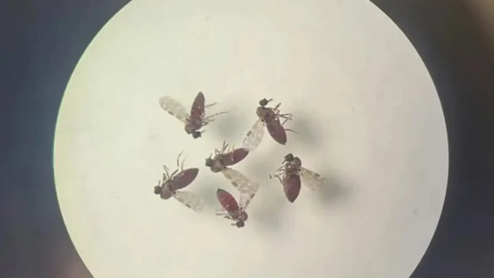 Oropouche: Acre registra anomalias congênitas em bebê