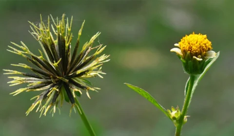 Chá de picão-preto: é bom para quê e como fazer?