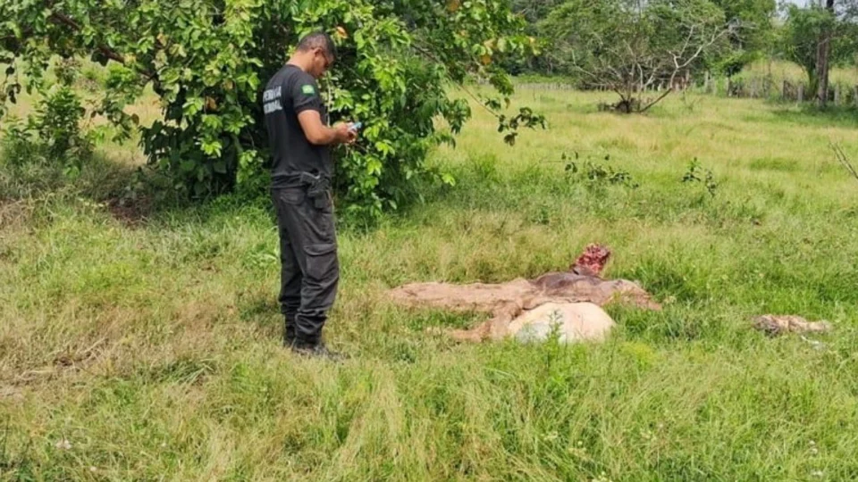 Polícia Civil apreende 100kg de carne clandestina em Rorainópolis, Sul de Roraima