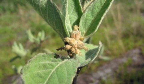 Chá de Sacaca: entenda os benefícios da planta medicinal