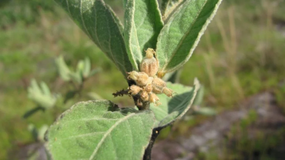 Chá de Sacaca: entenda os benefícios da planta medicinal