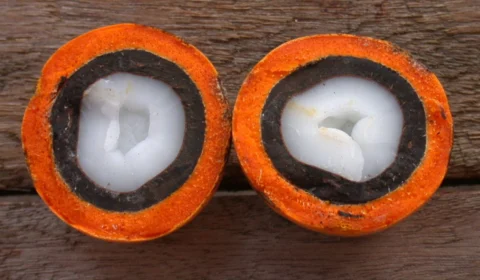 Tucumã: o que você precisa saber sobre o fruto da Amazônia