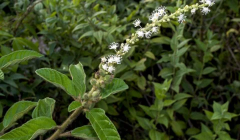 Chá de velame é bom para quê? Descubra para que serve