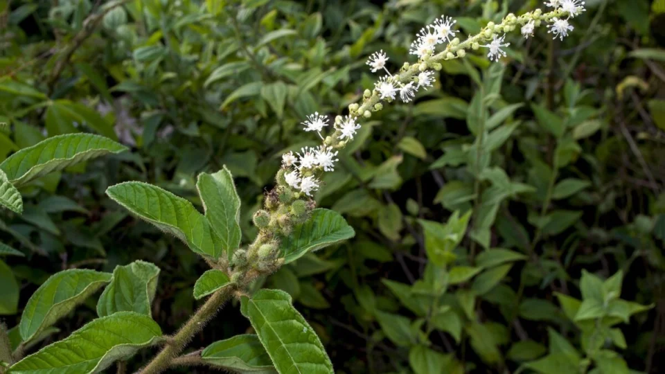 Chá de velame é bom para quê? Descubra para que serve