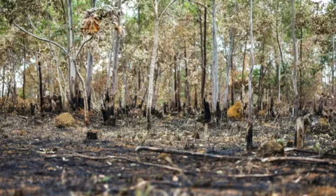 Queimadas: Senadora alerta para crise ambiental e propõe audiência