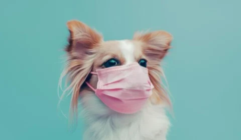 Como proteger os pets da fumaça? Evite problemas respiratórios para os animais