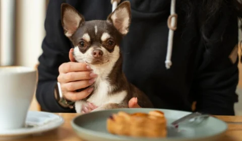 Cachorro pode comer ovo? Entenda se alimento é perigoso