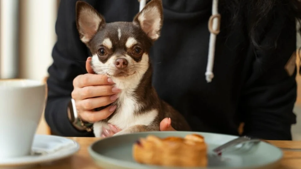 Cachorro pode comer ovo? Entenda se alimento é perigoso