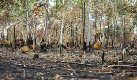 Rio Branco declara emergência em saúde pública e ambiental; veja