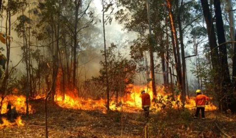 Incêndio na Flona de Brasília é controlado após 3 dias de combate