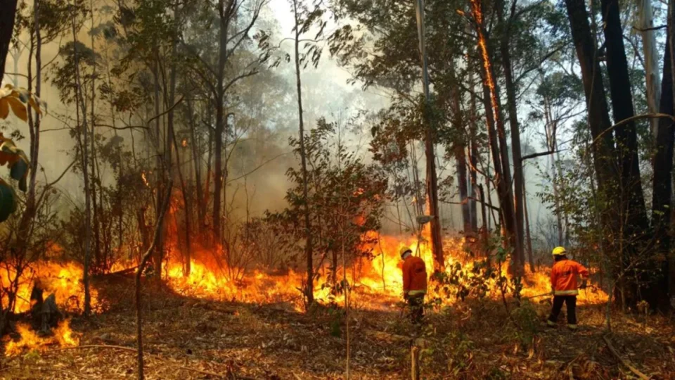 Incêndio na Flona pode ter sido criminoso, afirma ICMBio