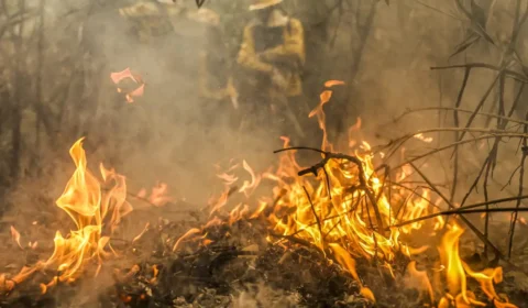 App ‘Radar Ambiental’ vai receber denúncias de crimes ambientais de todo Brasil