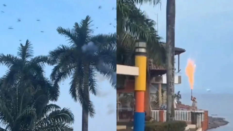 Vídeo mostra homem soltando fogos de artifício para afastar periquitos no AM