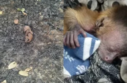 Filhote de macaco-prego é resgatado entre cinzas de incêndio florestal