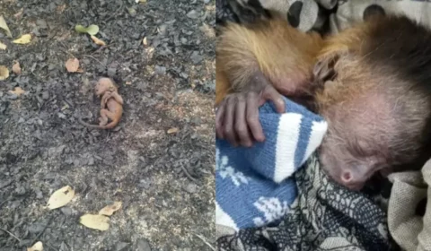 Filhote de macaco-prego é resgatado entre cinzas de incêndio florestal