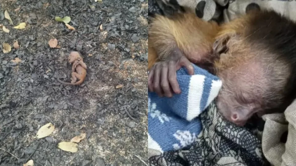 Filhote de macaco-prego é resgatado entre cinzas de incêndio florestal