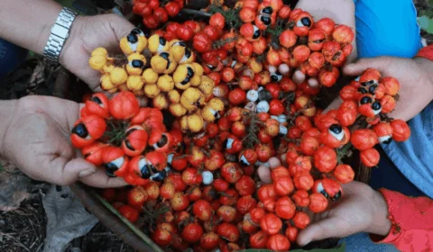 Terra do Guaraná: O que fazer em Maués? Veja os melhores destinos