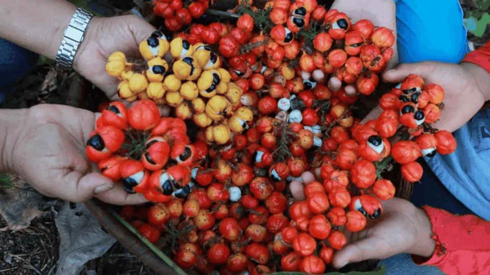 Terra do Guaraná: O que fazer em Maués? Veja os melhores destinos