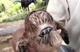 População se assusta com nascimento de cabra com ‘olhos siameses’