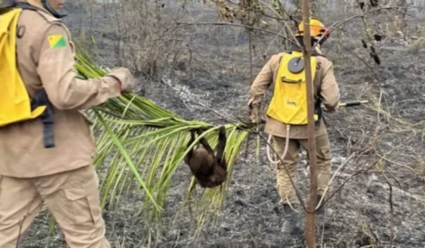 Queimadas no Acre deixam 400 animais silvestres feridos e carbonizados