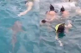 VÍDEO: Tubarão deixa banhistas desesperados em Fernando de Noronha