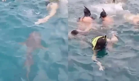 VÍDEO: Tubarão deixa banhistas desesperados em Fernando de Noronha
