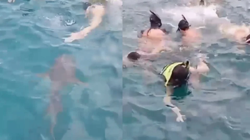 VÍDEO: Tubarão deixa banhistas desesperados em Fernando de Noronha