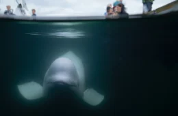 Baleia beluga, ‘espiã russa’ é encontrada morta na Noruega; entenda