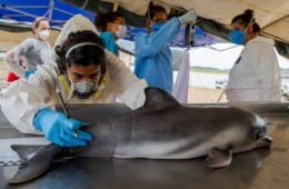 Botos mortos na Amazônia: Há risco de extinção? Saiba o que mortes revelam