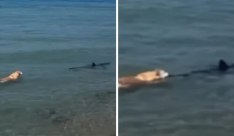 Cachorro morde tubarão e o que acontece depois surpreende; vídeo