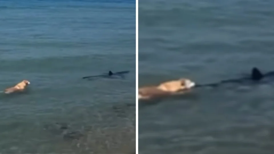 Cachorro morde tubarão e o que acontece depois surpreende; vídeo