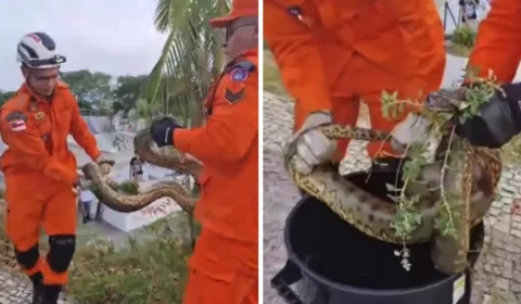 Cobra na Ponta Negra: bombeiros resgatam animal em Manaus; veja momento