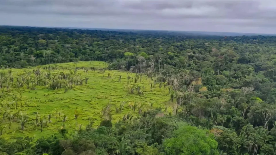 Alertas de desmatamento na Amazônia Legal registram queda de 10,6% em agosto