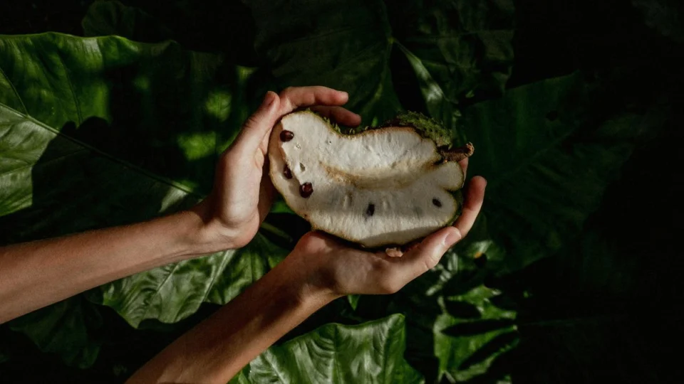 Graviola é boa para quê? Veja benefícios e aprenda receita de sobremesa