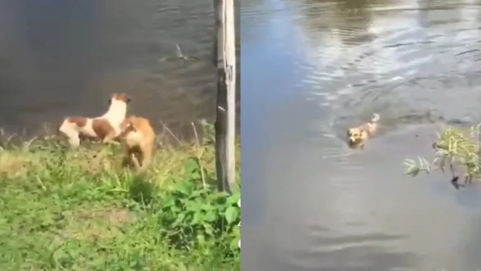 Jacaré devora ‘cachorro Fred’ e vídeo volta a viralizar; biólogo encontra erro humano
