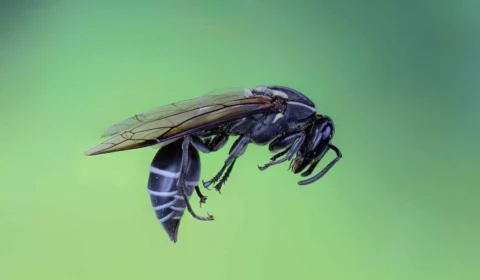Veneno de marimbondo brasileiro pode combater o câncer; entenda