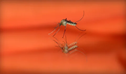 Casos de malária entre Yanomami atingem níveis críticos em Roraima